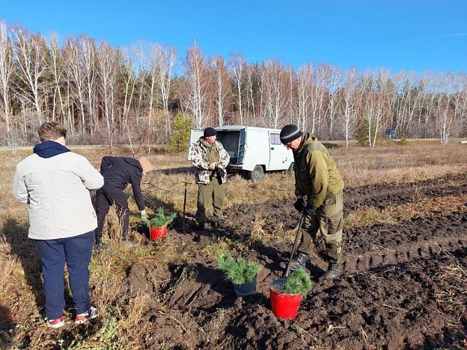 200 саженцев кедра в «Саду памяти»